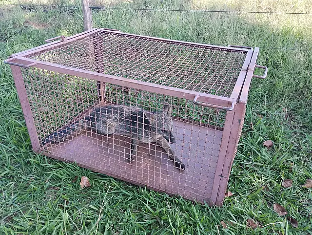 Lobinho atropelado em Nova Andradina é resgatado pela PMA
