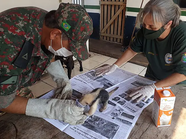 PMA resgata tamanduá-mirim que transitava em perímetro urbano