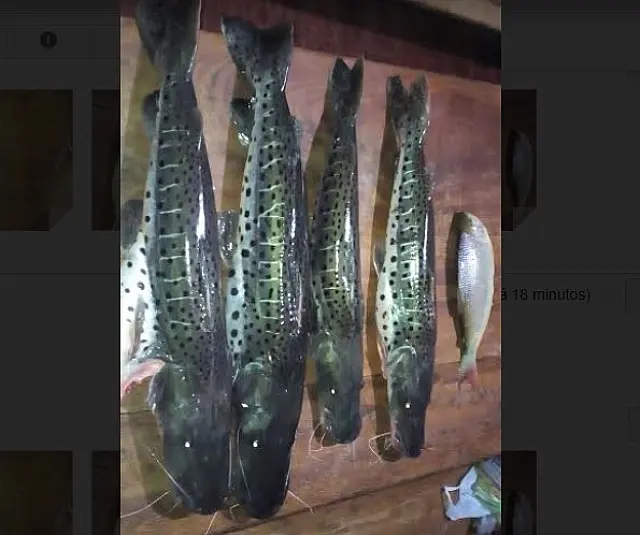 Pescador é multado em R$ 1,8 mil após ser flagrado com anzóis e redes no Rio Coxim