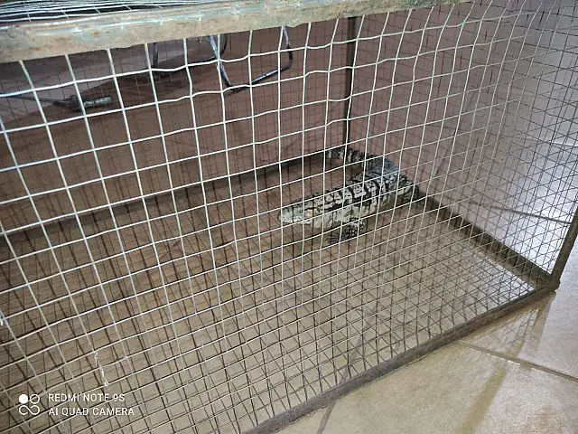 PMA captura lagarto teiú dentro de residência
