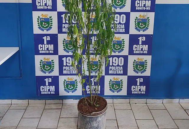 Polícia encontra pé de maconha plantado em terreno baldio após denúncia