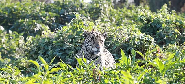 Vítima de incêndio no Pantanal, onça-pintada ganha liberdade e volta à natureza