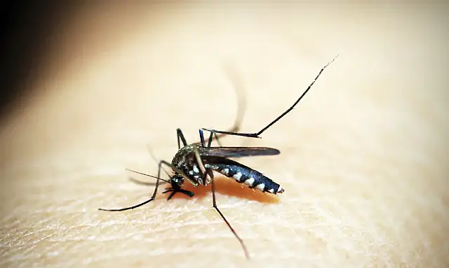 Brasil tem 254 mil casos de chikungunya