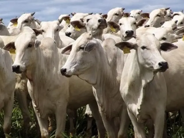 Pecuária estadual crescerá 4,8% este ano com impulso da venda de carnes à China
