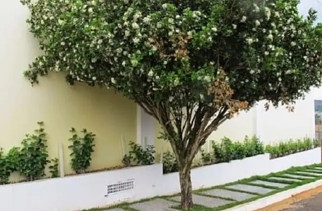 Campo Grande proíbe cultivo e comércio de murta, em acordo com lei estadual