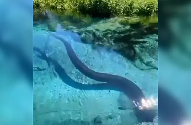 Turistas flagram sucuri gigante durante passeio em Bonito