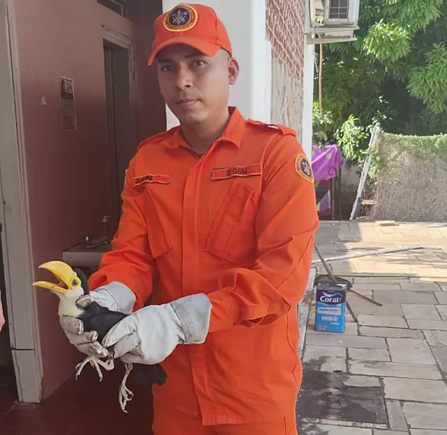 Bombeiros resgatam filhote de tucano caído em praça no Centro de Corumbá
