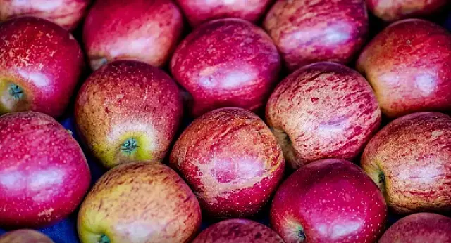 Exportação de frutas cresceu 26% no primeiro trimestre de 2025