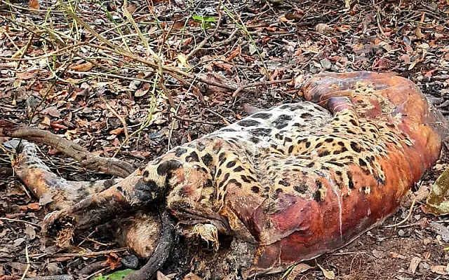 No Pantanal, onça monitorada é achada morta junto com outro felino e mais 17 animais