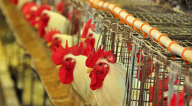 Ações de conscientização sobre gripe aviária são intensificadas