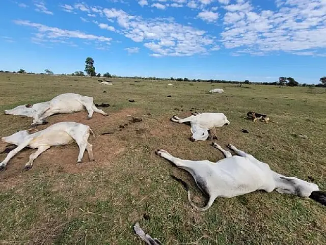 Gado morre de frio em fazendas de MS; prejuízo estimado é de R$ 3 milhões