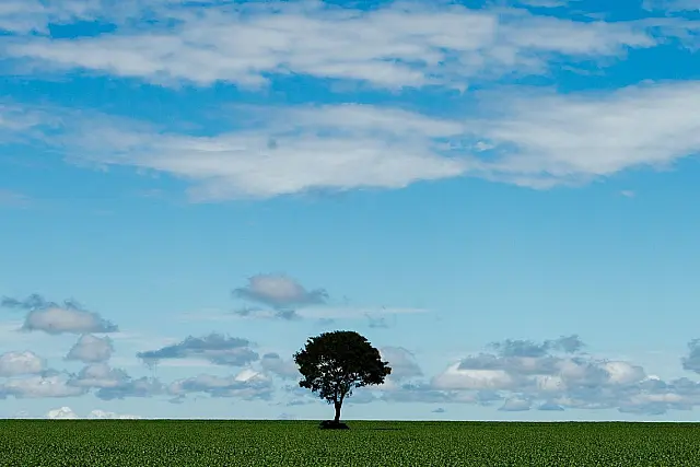 Censo mostra aumento da área destinada à agricultura no país