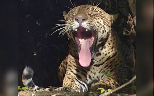 Dia do Pantanal: relembre a história de quem corre atrás de "gatinho"