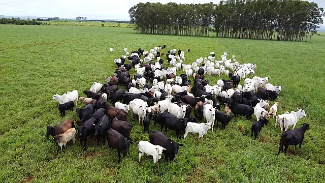 Agropecuária de MS apresenta o maior crescimento do País em 2025