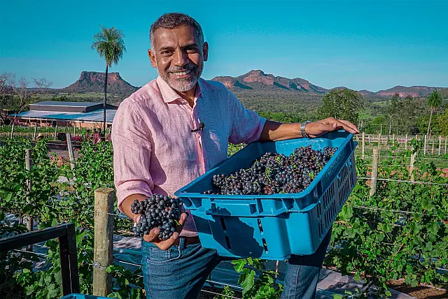 Terroir Pantanal celebra primeira colheita de uvas em Aquidauana