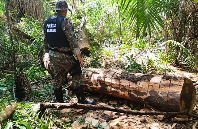 PMA autua infrator por exploração ilegal de madeira em área protegida