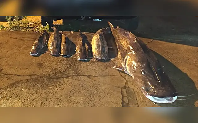 Utilizando equipamentos ilegais, pescador é preso com vários peixes fora da medida permitida