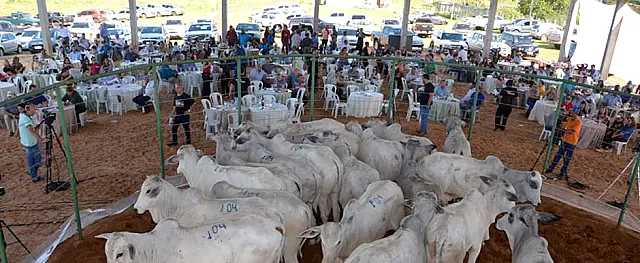 Leilão Duas Marcas finaliza com bons negócios e anuncia próxima edição em Miranda