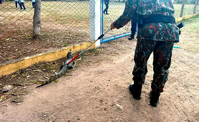 PMA captura jacaré em frente a uma escola