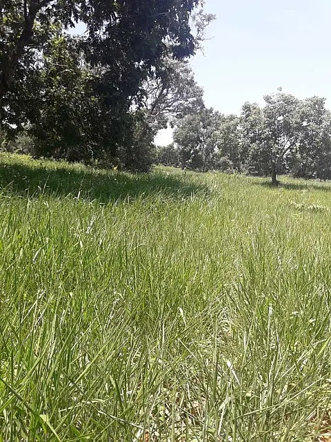 Aposentado é autuado pelo desmatamento ilegal de 13,2 hectares