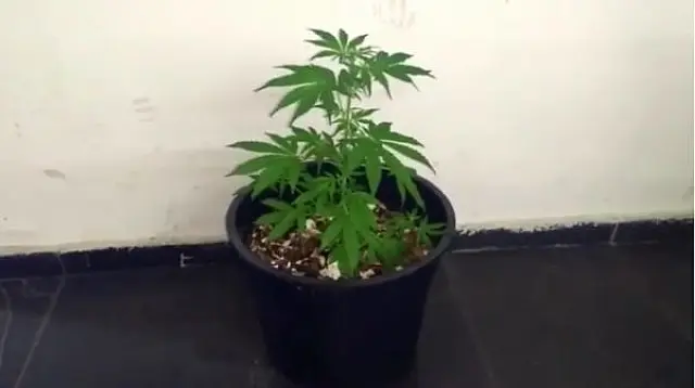 PM prende Tio do PCC por tráfico e encontra pé de maconha na casa dele, em Aquidauana