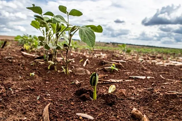 Plantio da soja 2025/2026 começa em MS com expectativa de alta na produção