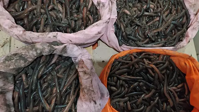 Goiano é multado em R$ 420 mil ao ser flagrado transportando minhocuçus, a minhoca 'gigante'