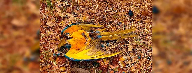 Araras-canindé são encontradas mortas na estrada em MS