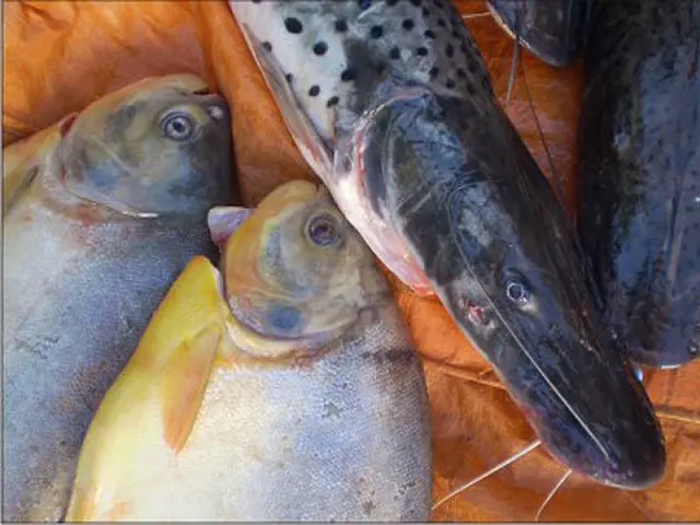 Semana do Peixe de MS busca promover consumo de pescado e vender peixe a preços mais acessíveis