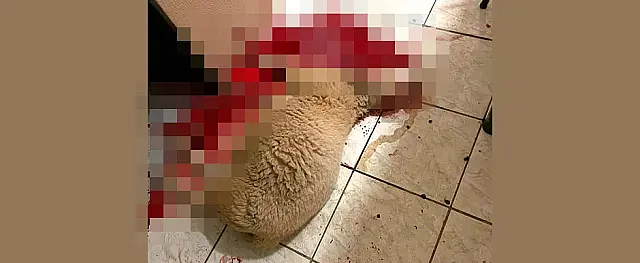 Ovelha é sacrificada por dupla de turistas em pesqueiro de Miranda