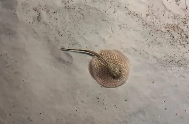 Arraias de água doce ganham berçário e são novas atrações no Bioparque