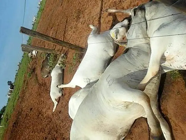 Raio mata 23 cabeças de gado em fazenda no interior de MS