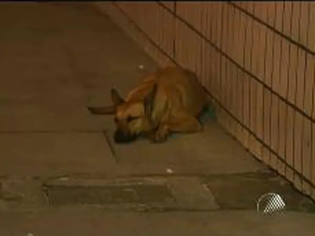 Cadela muda para hospital onde dono está