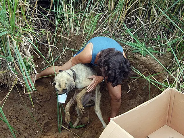 Cachorro é resgatado após ser enterrado vivo pelo próprio dono