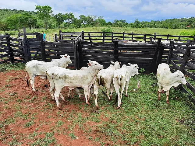 Abigeato: Idoso de 60 anos é preso com 13 bois furtados em Nioaque