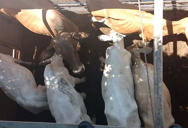 Polícia recupera bovinos furtados de propriedades rurais de Bonito