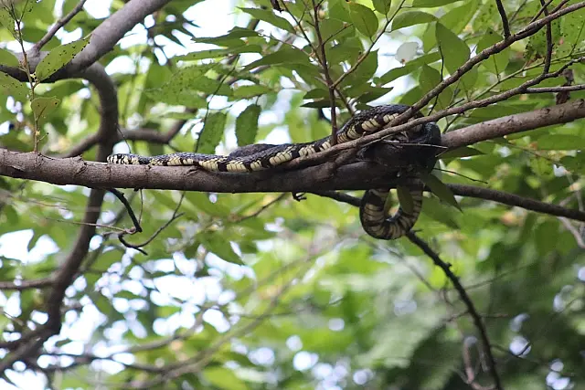 Coisas do Pantanal: Caninana surpreende pesquisadores na Serra do Amolar