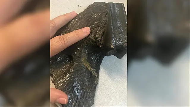 Dente de preguiça gigante encontrado em Miranda revela vivência da megafauna