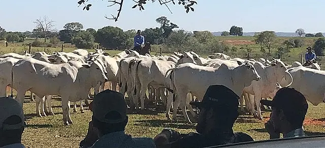 Tecnologias de produção pecuária reúnem 300 produtores na fazenda São Judas Tadeu