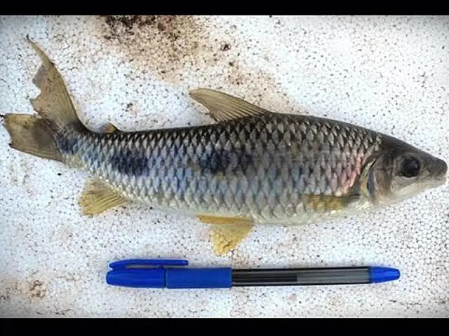 PMA prende dois paranaenses por pesca irregular em MS