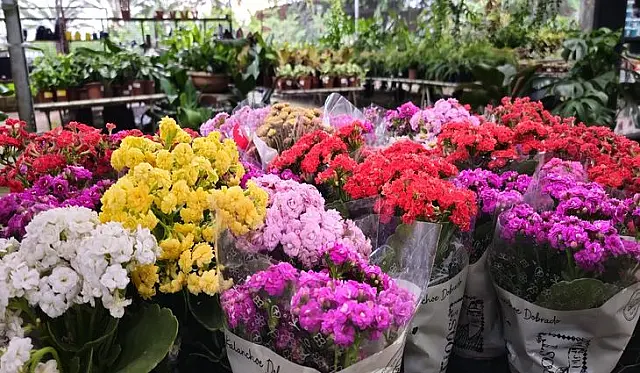 Flores e velas apresentam variação de até 242% em Campo Grande