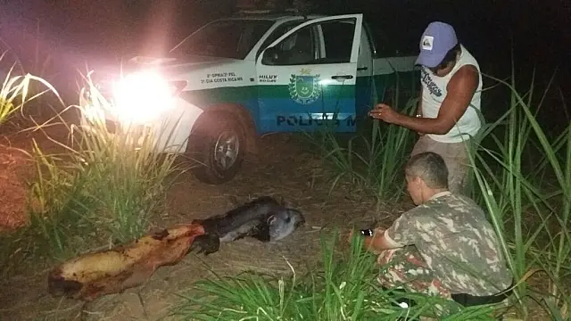 Dupla mata anta a tiros e acaba presa e multada em R$ 10 mil