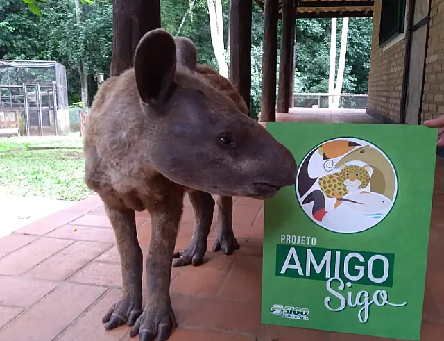 Com apoio da homeopatia, Cras reduz mortalidade e aumenta recuperação de animais silvestres
