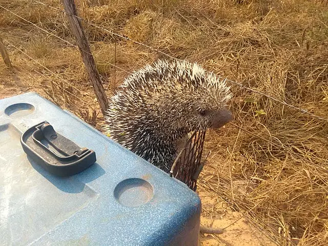 PMA captura ouriço e iguana em residências