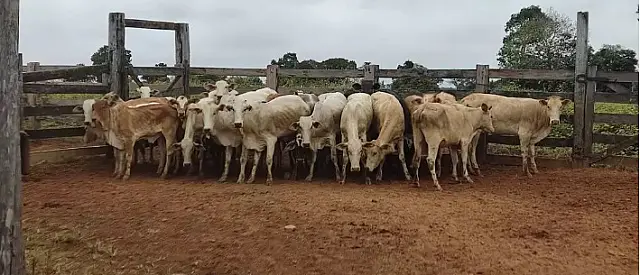 Gado é furtado de fazenda em Corumbá e encontrado em Coxim