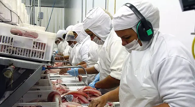 MS se mantém na liderança da exportação de tilápia no primeiro semestre de 2021