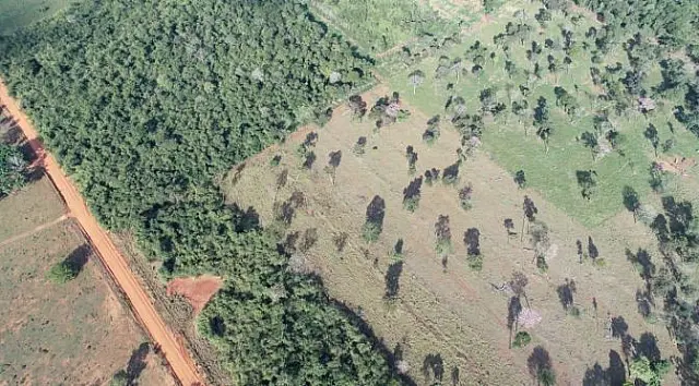 PMA autua proprietária rural por desmatamento de vegetação