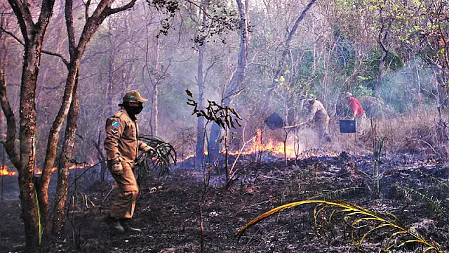 Corpo de Bombeiros Militar de MS combate incêndios florestais com força total