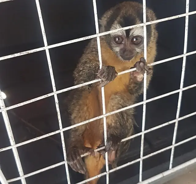 PMA captura macaco atacado por cão em Corumbá