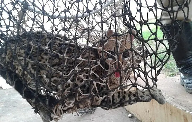 Cachorros encontram jaguatirica escondida atrás da máquina de lavar
